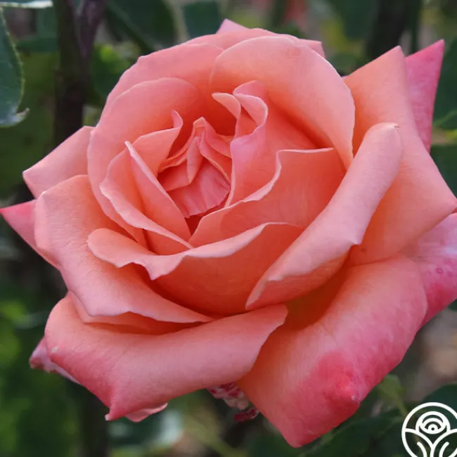 Gitte>Heirloom Roses Sale