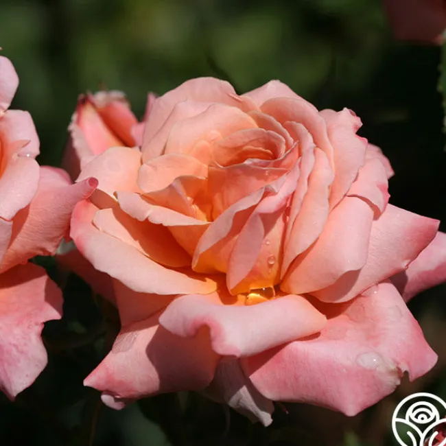 Gitte>Heirloom Roses Sale