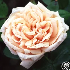 Gloire de Dijon>Heirloom Roses Online