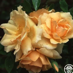 Gloire de Dijon>Heirloom Roses Online