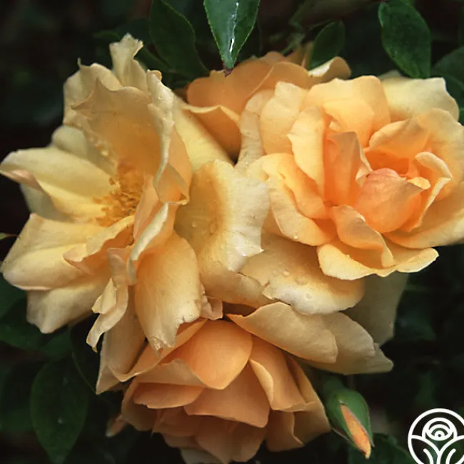 Gloire de Dijon>Heirloom Roses Online