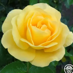Glorious>Heirloom Roses Outlet