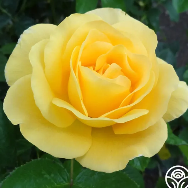Glorious>Heirloom Roses Outlet