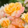 Glowing Peace™>Heirloom Roses Discount
