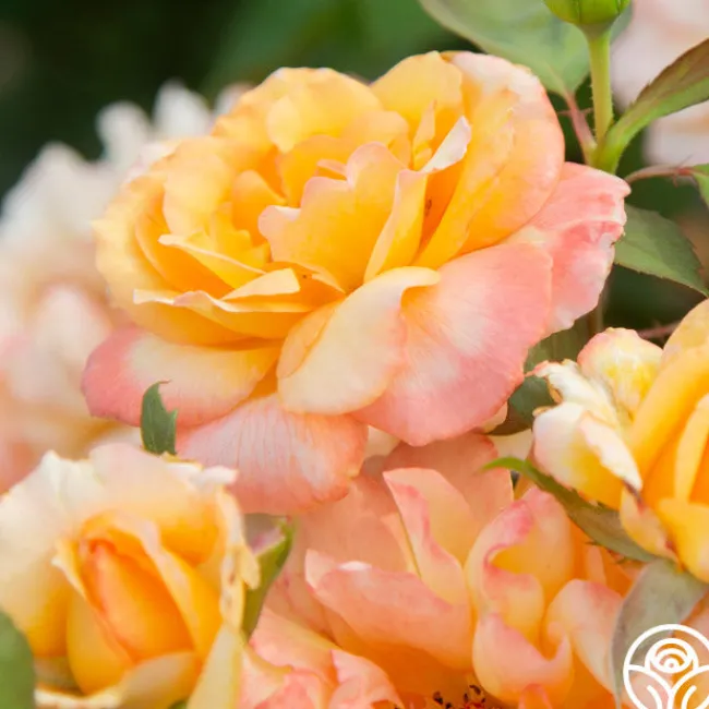 Glowing Peace™>Heirloom Roses Discount