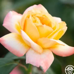 Glowing Peace™>Heirloom Roses Discount