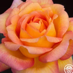 Glowing Peace™><noscript><img width=