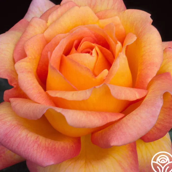 Glowing Peace™>Heirloom Roses Discount