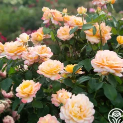 Glowing Peace™><noscript><img width=