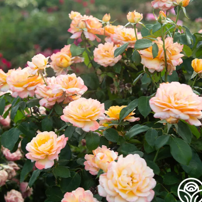 Glowing Peace™>Heirloom Roses Discount