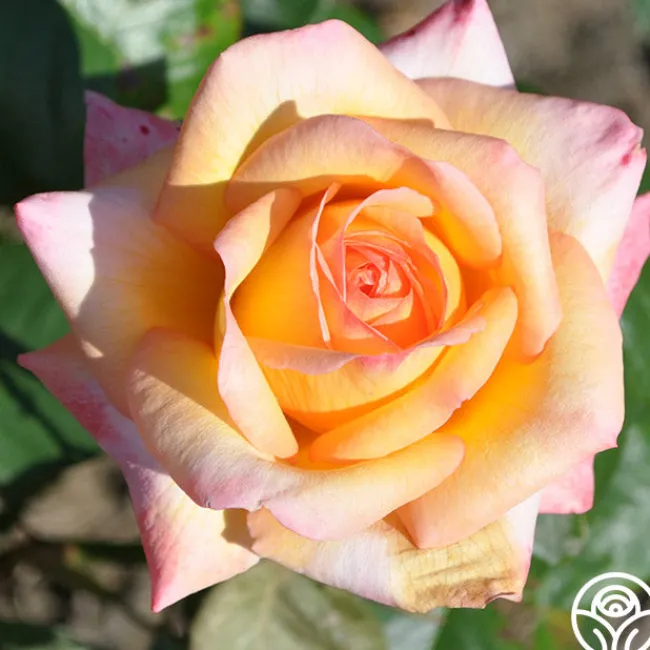 Glowing Peace™>Heirloom Roses Discount