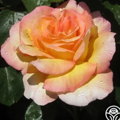 Glowing Peace™><noscript><img width=