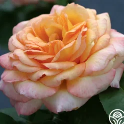Glowing Peace™><noscript><img width=