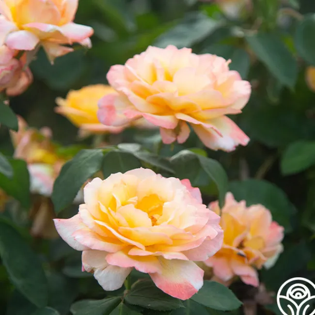 Glowing Peace™>Heirloom Roses Discount