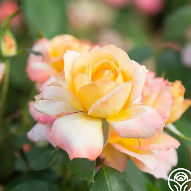 Glowing Peace™>Heirloom Roses Discount