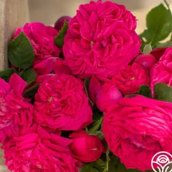 Général Washington>Heirloom Roses