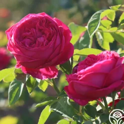Général Washington>Heirloom Roses