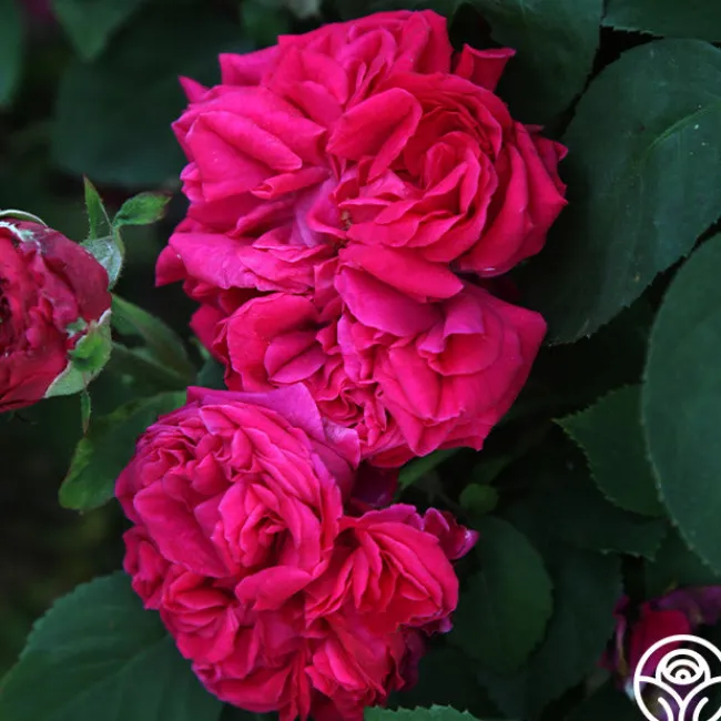 Général Washington>Heirloom Roses