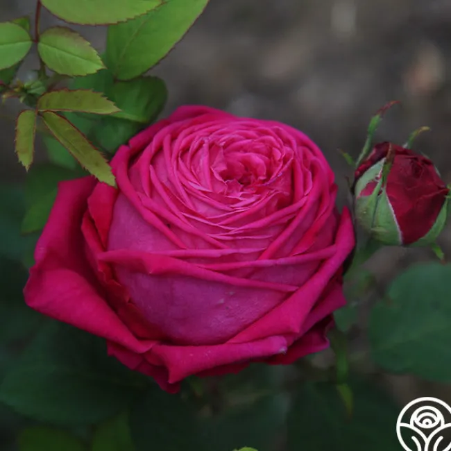 Général Washington>Heirloom Roses