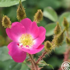 Goethe>Heirloom Roses Outlet