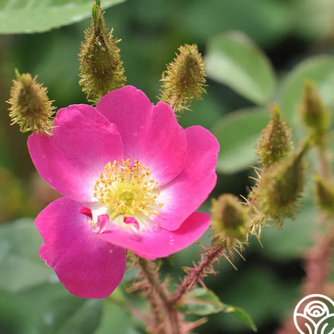Goethe>Heirloom Roses Outlet
