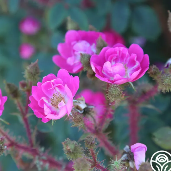 Goethe>Heirloom Roses Outlet