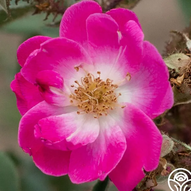 Goethe>Heirloom Roses Outlet