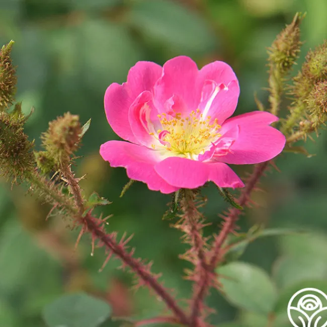 Goethe>Heirloom Roses Outlet