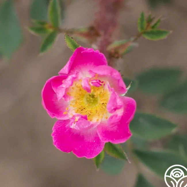 Goethe>Heirloom Roses Outlet