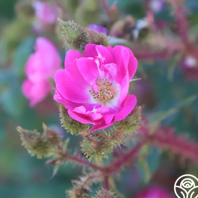 Goethe>Heirloom Roses Outlet