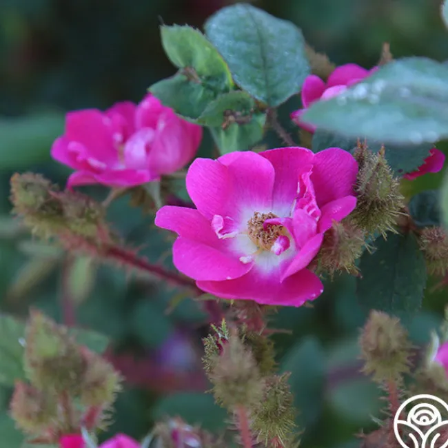 Goethe>Heirloom Roses Outlet