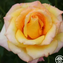 Gold Medal®>Heirloom Roses Online
