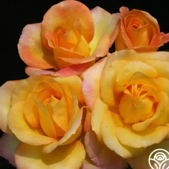 Gold Medal®>Heirloom Roses Online