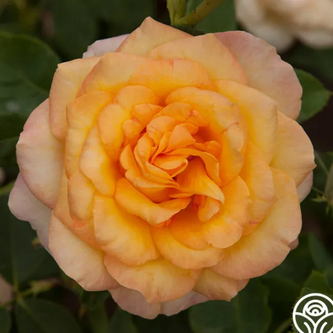 Gold Medal®>Heirloom Roses Online