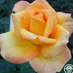 Gold Medal®><noscript><img width=