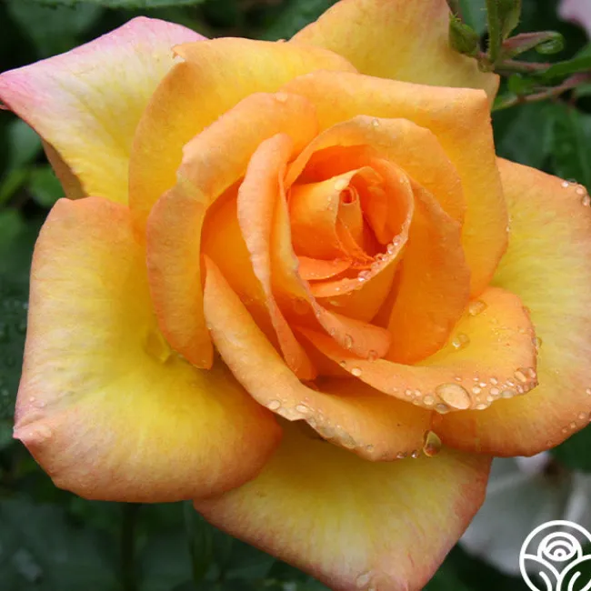 Gold Medal®>Heirloom Roses Online
