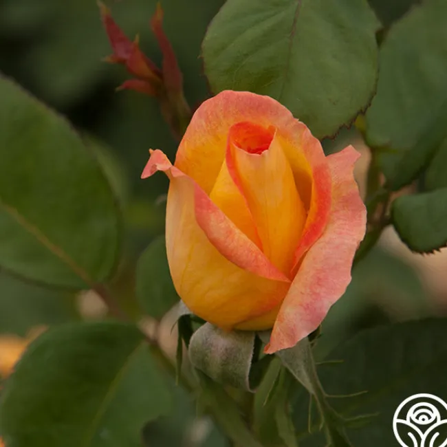 Gold Medal®>Heirloom Roses Online