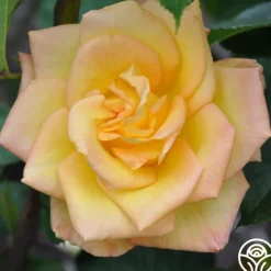 Gold Medal®><noscript><img width=