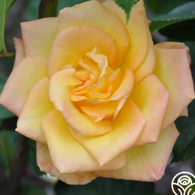 Gold Medal®>Heirloom Roses Online