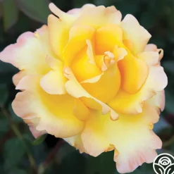 Gold Struck™>Heirloom Roses Clearance