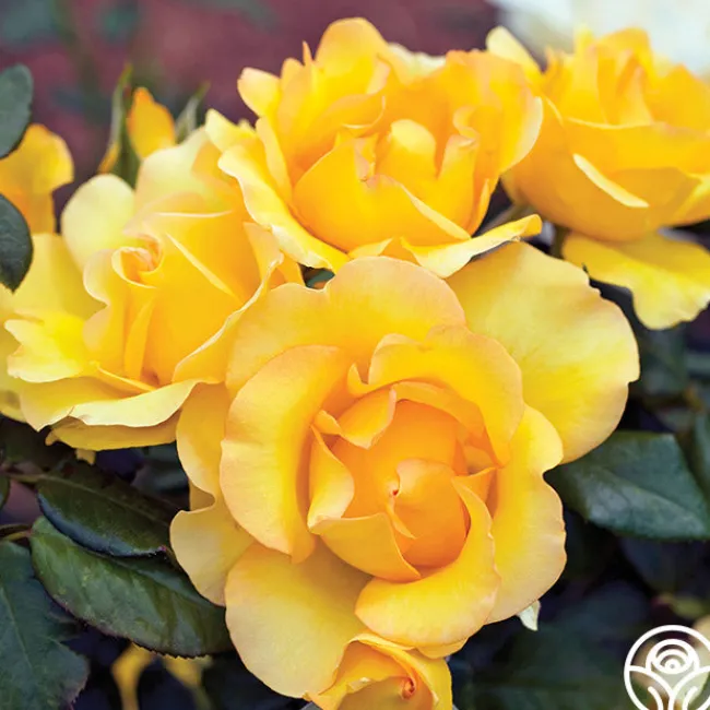 Gold Struck™>Heirloom Roses Clearance