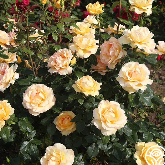 Gold Struck™>Heirloom Roses Clearance