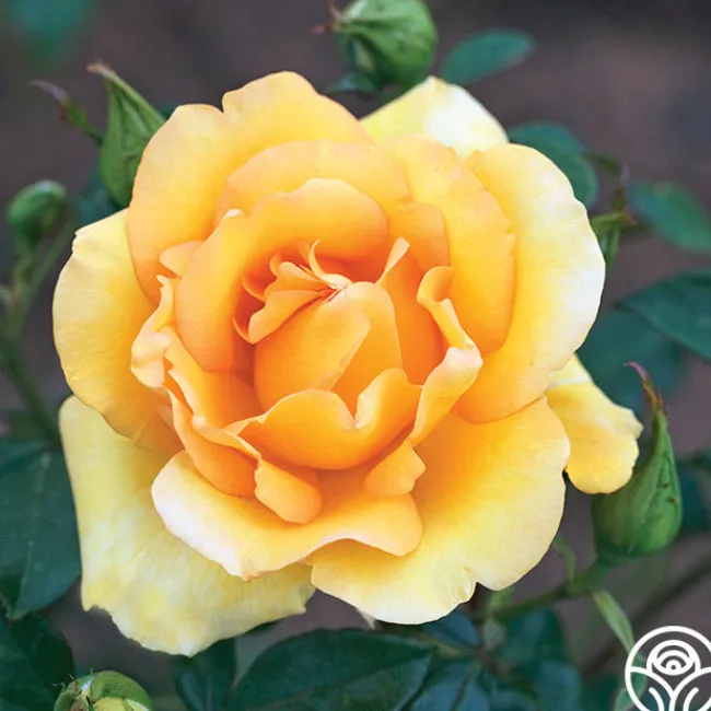 Gold Struck™>Heirloom Roses Clearance