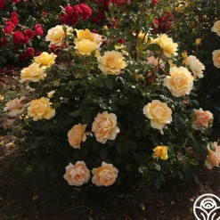 Gold Struck™><noscript><img width=