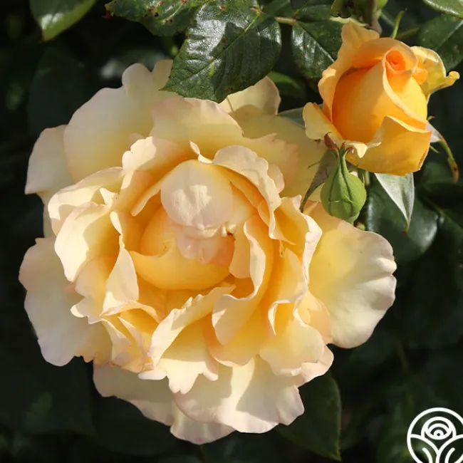Gold Struck™>Heirloom Roses Clearance