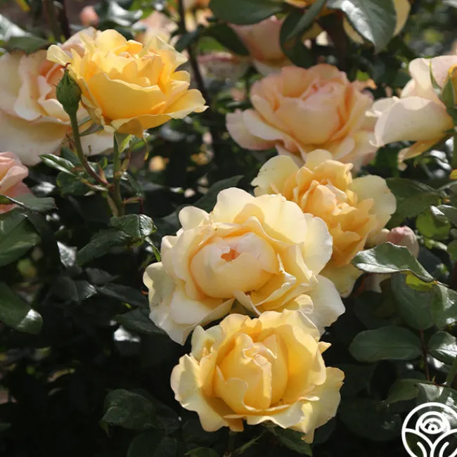 Gold Struck™>Heirloom Roses Clearance