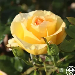 Gold Struck™><noscript><img width=