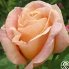 Golden Blush>Heirloom Roses Clearance