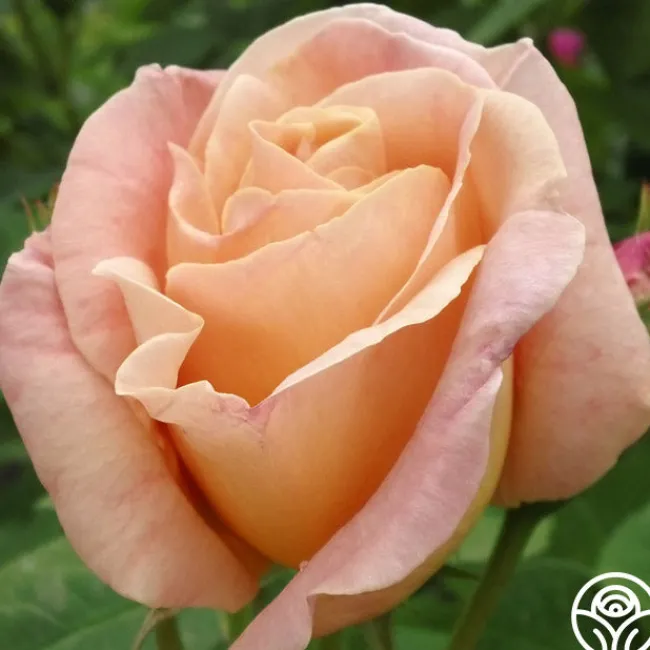 Golden Blush>Heirloom Roses Clearance