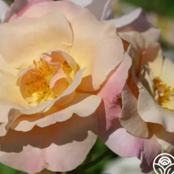 Golden Blush>Heirloom Roses Clearance